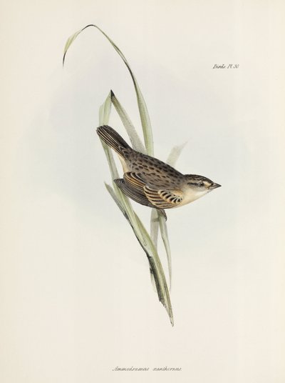 Spurv eller fink, c 1832-1836 av Unbekannter Künstler