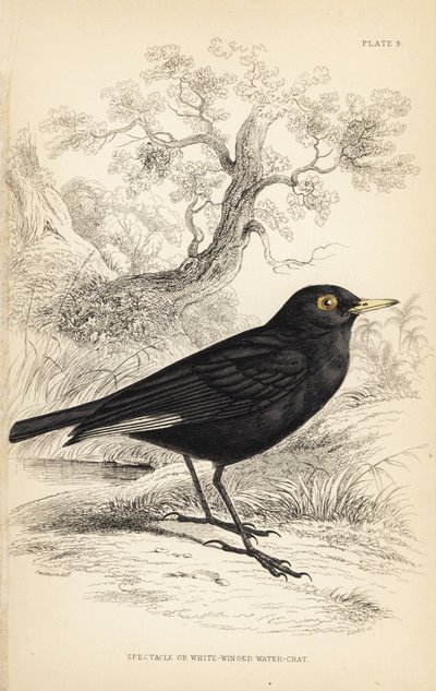 Brilletyrann, Hymenops perspicillatus (brille- eller hvitvinget vannskravle, Perspicilla leucoptera). Håndkolorert stålgravering av William Lizars etter en illustrasjon av William Swainson fra Sir William Jardines naturalistbibliotek: Ornitologi av Unbekannter Künstler