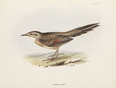 Spinetail, Sør-Amerika, ca 1832-1836 av Unbekannter Künstler