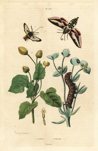 Spurge hauk-møll, Hyles euphorbiae og larve 1, hornet møll, Sesia apiformis 2 og tannpineplante, Spilanthes-arter av Unbekannt