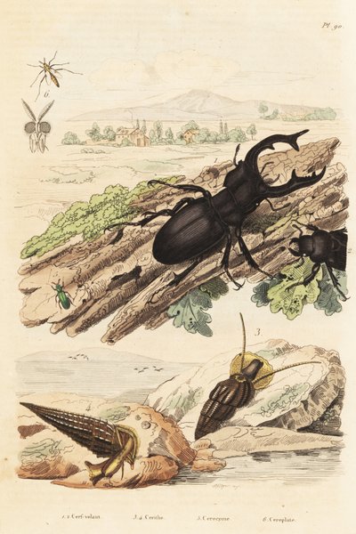 Hjortebille, Lucanus hjort 1, Cerithium sulcatum og Rhinoclavis grove bløtdyr 3,4, Cerocoma elateroides 5 og Keroplatus tipuloides veps 6 av Unbekannt