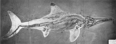 Stenopterygius megacephalus (The Oxford Ichthyosaur) fant Nr. Stuttgart, Tyskland, Øvre Lias-periode av Unbekannt