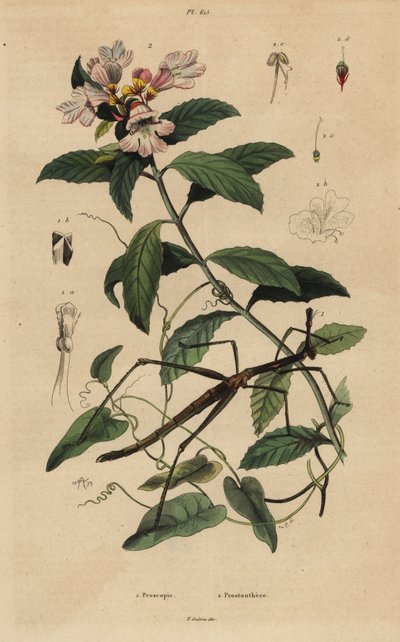 Pinnesekt, Proscopia granulata 1 og viktoriansk julebusk, Prostanthera lasianthos 2 av Unbekannt