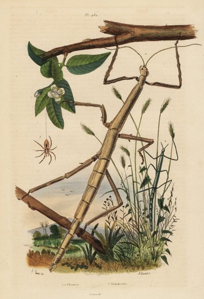 Pinnesekter eller phasmider, Carausius morosus og Clonopsis gallica, og vandrende krabbeedderkopp, Philodromus aureolus av Unbekannt