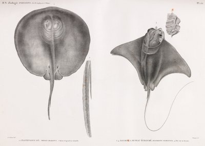 Stingray, foran og bak av Unbekannt
