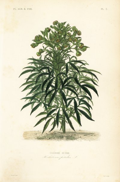 Stinkende hellebore, Helleborus foetidus, Hellebore fetide av Unbekannt