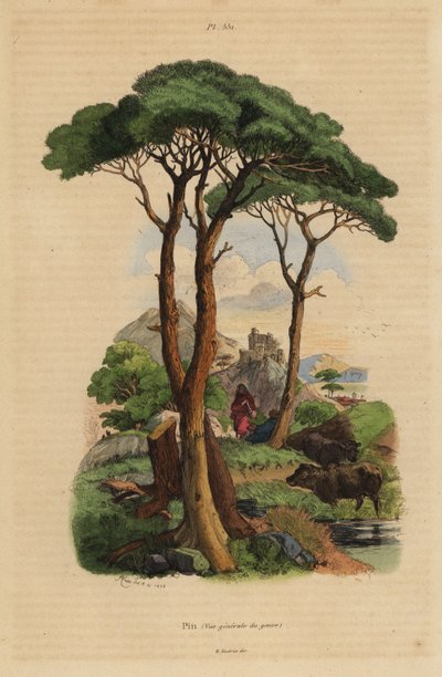 Steinfuru, Pinus pinea, Pin av Unbekannt