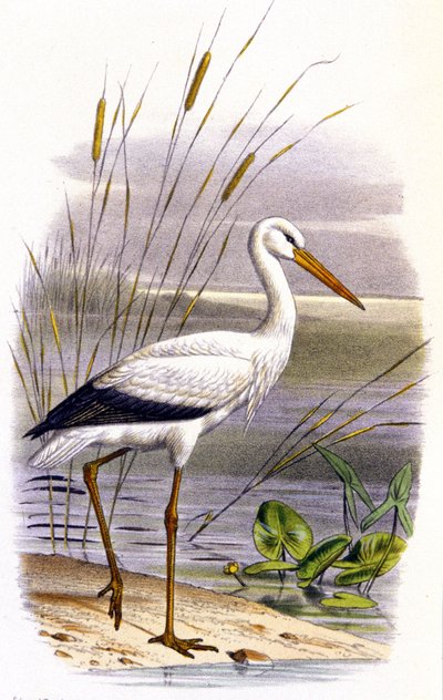 Stork, ca. 1850 (litografi) av Unbekannter Künstler