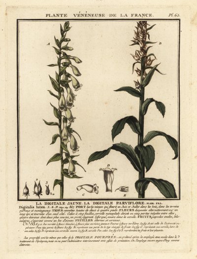 Halmrevehanske, Digitalis lutea. av Unbekannter Künstler