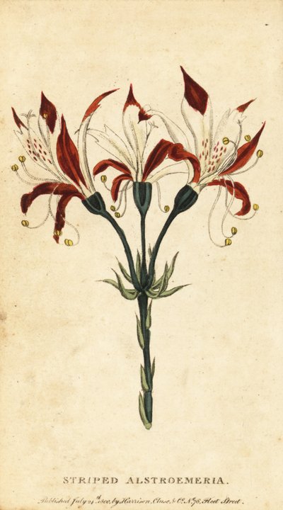 Stripete alstroemeria, Alstroemeria ligtu. ,1800 (gravering) av Unbekannter Künstler