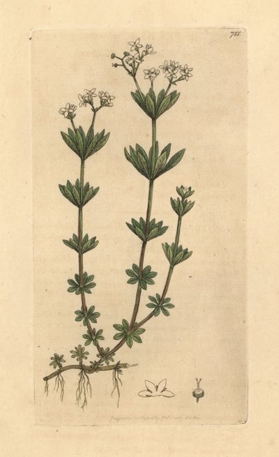 Søtduftende bedstrå, Galium odoratum (Søt skogsmure, Asperula odorata) (gaillet-luktstoff) Håndkolorert kobberstikk etter en tegning av James Sowerby for James Smiths English Botany av Unbekannter Künstler