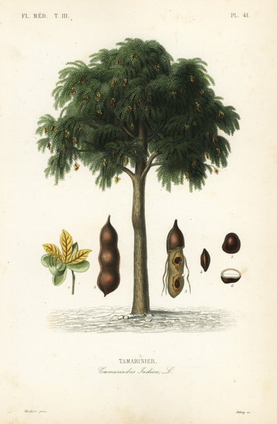 Tamarind-tre, Tamarindus indica, Tamarinier av Unbekannt