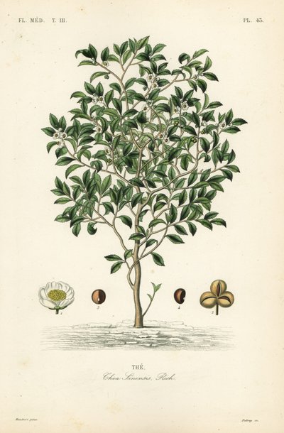 Tea tree eller teplante, Camellia sinensis, Thea sinensis, den av Unbekannt