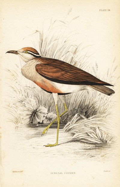 Temmincks kurer, Cursorius temminckii (Senegal-kurer, Tachhydromus senegalensis). Håndkolorert stålgravering av William Lizars etter William Swainson fra Sir William Jardines naturalistbibliotek: Ornitologi: Fugler i Vest-Afrika, Edinburgh, W. av Unbekannter Künstler