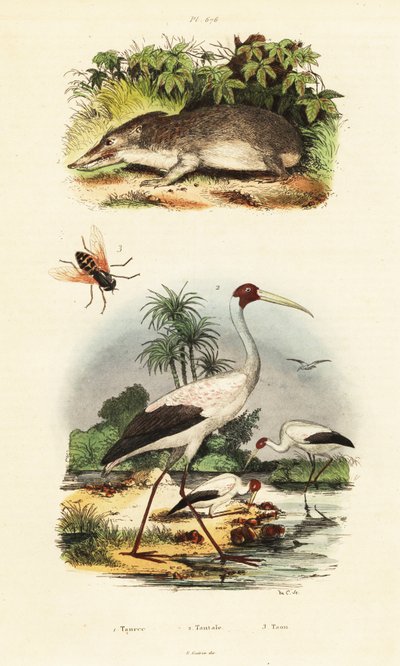 Tenrec, stork og hesteflue., 1834-1839 (gravering) av Unbekannter Künstler