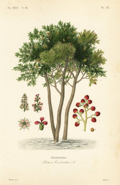 Terebinth eller terpentintre, Pistacia terebinthus, Terebinthe av Unbekannt