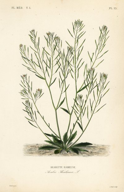 Thalekarse, museørekarse eller arabidopsis, Arabidopsis thaliana, Arabis thaliana, Arabette rameuse av Unbekannt