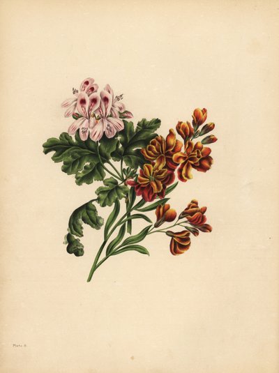 The Helen Geranium, Preference; Hagemurblomsten, Troskap i ulykke av Unbekannt
