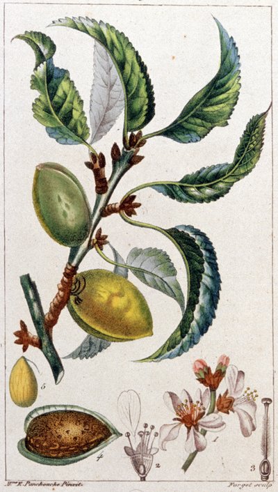 Mandeltreet, ca. 1801–1850 (gravering) av Unbekannter Künstler