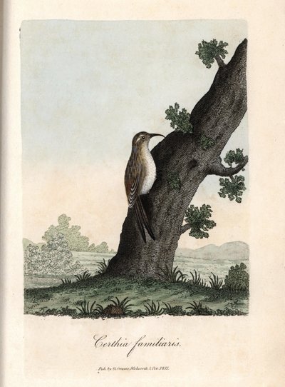 Skogens klatrer. Farget kobberstikk av George Graves, i British Ornithology. av Unbekannter Künstler