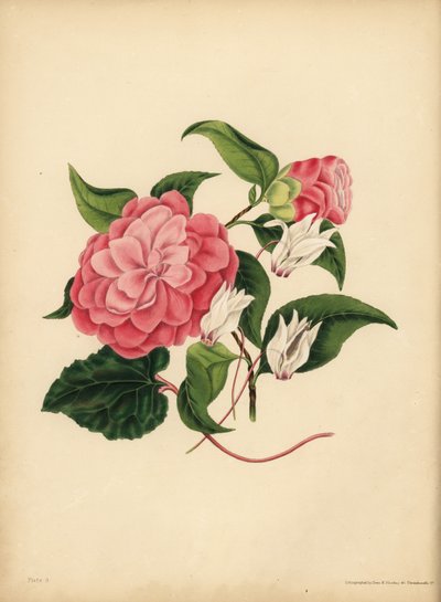Myrtle-leaved Camellia eller Japan Rose, Beauty er din eneste attraksjon; Den persiske Cyclamen, Diffidence av Unbekannt