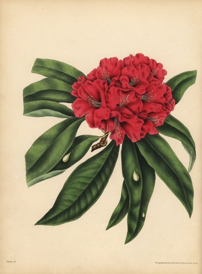 Det rødblomstrede treet Rhododendron, Fare av Unbekannt
