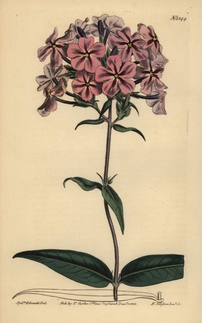 Thickleaf Phlox, Phlox carolina (Røstilket lychnidea) av Unbekannt