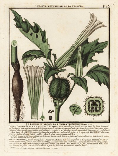Torneple, Datura stramonium. av Unbekannter Künstler
