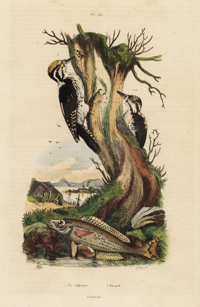Tretået hakkespett, Picoides tridactylus 1, og picarel, Spicara smaris 2. Pic tridactyle, picarel av Unbekannt