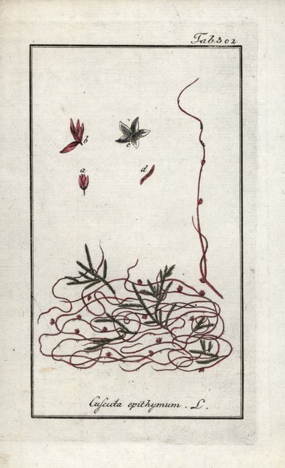 Timiancuscute eller liten blomstercuscute (Cuscuta epithymum). Litografi fra «Afbeelding der Artseny-Gewassen» av Johannes Zorn (1739–1799), Nederland av Unbekannter Künstler