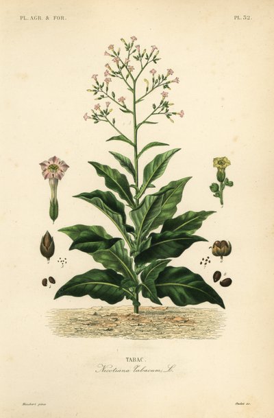 Tobakksplante, Nicotiana tabacum, Tabac av Unbekannt