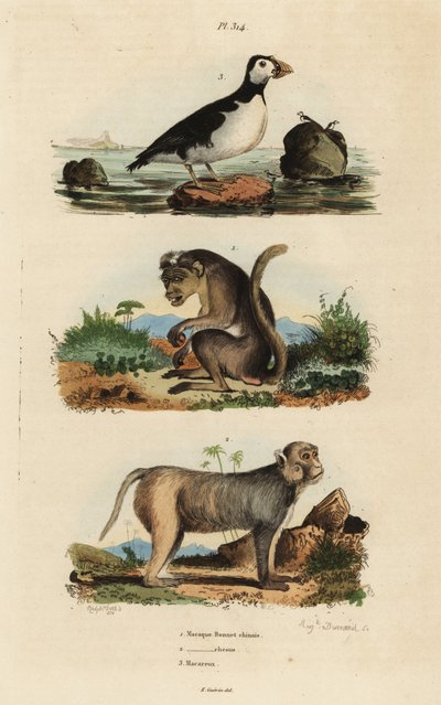 Toque macaque, Macaca sinica, truet 1, rhesus macaque, Macaca mulatta 2 og parakeet auklet, Aethia papegøye 3 av Unbekannt