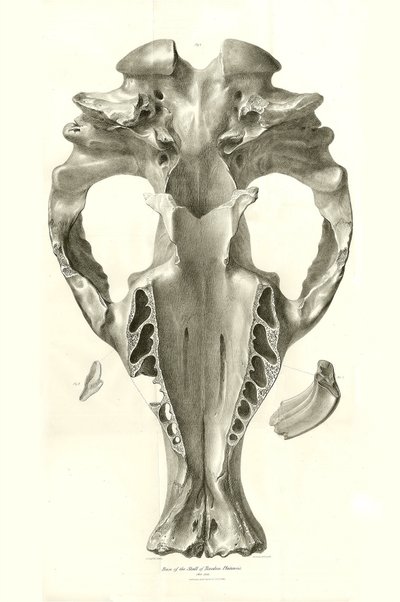 Toxodon-trane, et forhistorisk dyr funnet av Charles Darwin nær Montevideo, Uruguay under hans utforskningsreise om bord på Beagle. Zoologi om reisen til HMS Beagle under kommando av kaptein Fitzroy i årene 1832 til 1836 redigert og  av Unbekannter Künstler