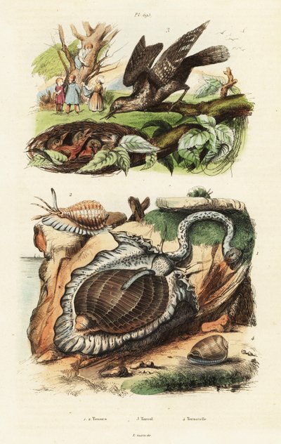Tunskjell og eurasisk wryneck. av Unbekannter Künstler
