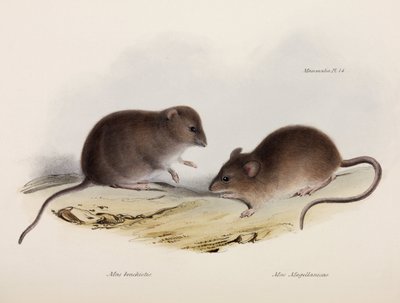 To typer mus, Sør-Amerika, ca 1832-1836 av Unbekannt