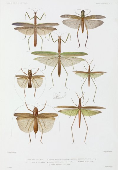 Typer av insekter, Australia og Indonesia av Unbekannter Künstler