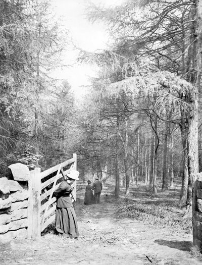Storbritannia: Eaton Woods, c1890 av Unbekannt