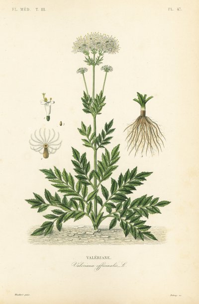 Valerian, Valerian officinalis, Valerian av Unbekannt