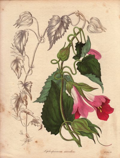Variety av Lophospermum (L.Scandens), klatrende med rosa og lilla blomster. Arter oppdaget av Mr. Bates, svært utbredt i buskene i Mexico. Denne planten ble dyrket i samlingen til Charles Tayleure og var til stede i Botanisk hage i Liv av Unbekannter Künstler