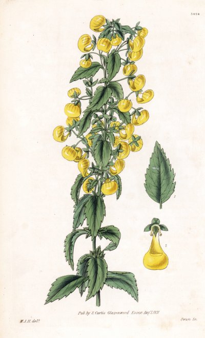 Varietet calceolaria eller liten tøffel eller damepung - Smalbladet tøffelurt, Calceolaria angustiflora. Håndkolorert kobberstikk av Swan etter en illustrasjon av William Jackson Hooker fra Samuel Curtis#39; «Botanical Magazine», London. av Unbekannter Künstler