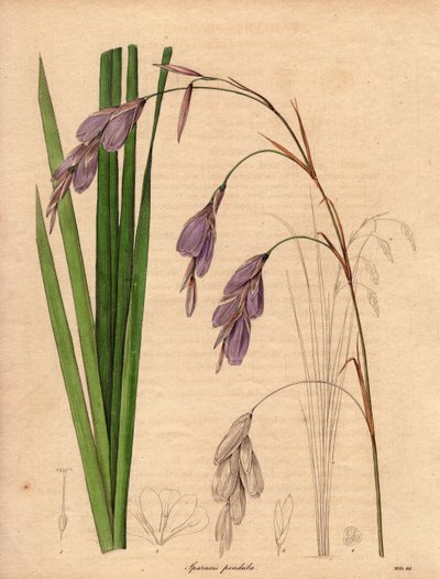 Variety av iris (Sparaxis pendula), kalt Harlequin flower, hjemmehørende i Sør-Afrika, med hengende blomster av lilla farge.Illustrasjon av R. Mills (aktiv 1836-1842), i The Botanist, serie av Benjamin Maund i fem bind, utgitt mellom kl. 1836 og 1842 av Unbekannter Künstler