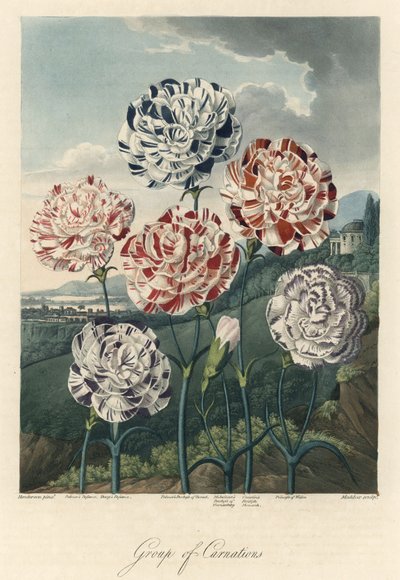 Varianter av vanlige nelliker (eller blomsterhandlernelliker eller nellik) Sterkt vann, utvunnet fra Flora-tempelet, av Dr. Robert Thornton (1768–1837) av Unbekannter Künstler
