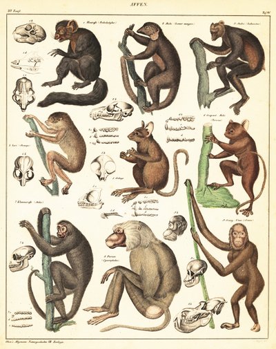 Varianter av aper. ,1841 (litografi) av Unbekannter Künstler