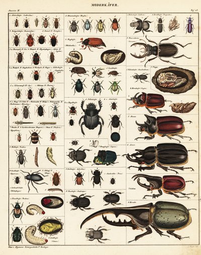 Varianter av biller., 1841 (litografi) av Unbekannter Künstler