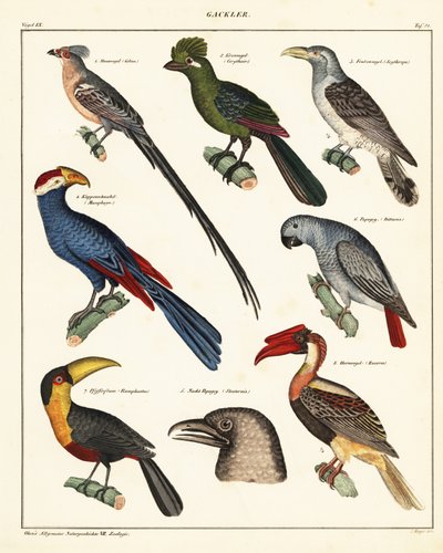Varianter av fugler., 1841 (litografi) av Unbekannter Künstler
