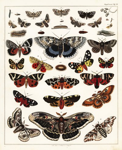 Varianter av sommerfugler, møll, etc., 1841 (litografi) av Unbekannter Künstler