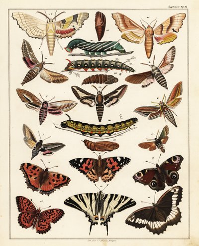 Varianter av sommerfugler, møll, etc., 1841 (litografi) av Unbekannter Künstler