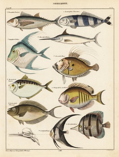 Varianter av fisk., 1841 (litografi) av Unbekannter Künstler