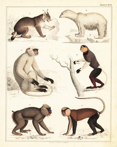 Varianter av pattedyr. ,1842 (litografi) av Unbekannter Künstler