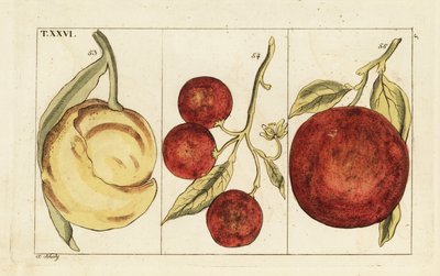 Varianter av appelsiner. av Unbekannter Künstler